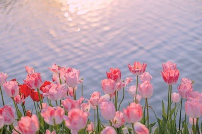 VÂN NAM- NƠI BỐN MÙA ĐỀU LÀ THIÊN ĐƯỜNG HOA BUNG NỞ
