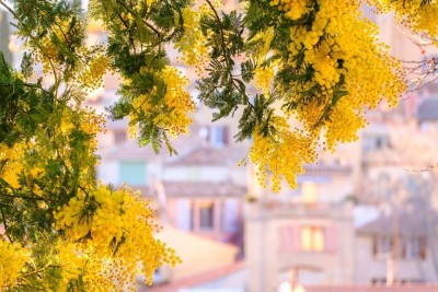 MÙA HOA MIMOSA ĐÀ LẠT – BẢN TÌNH CA VÀNG GIỮA THÀNH PHỐ SƯƠNG MỜ